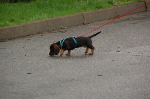 Erstes Training mit Berta